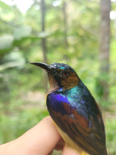 Brown-throated Sunbird