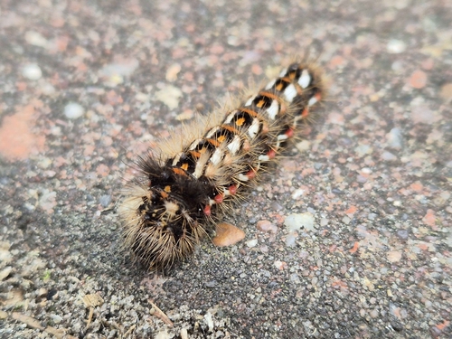 Knot Grass Moth