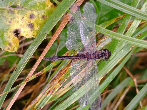 Black Meadowhawk