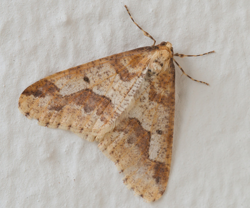 Mottled Umber