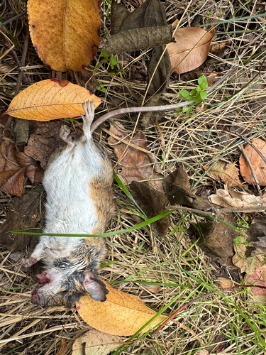 Yellow-necked Field Mouse