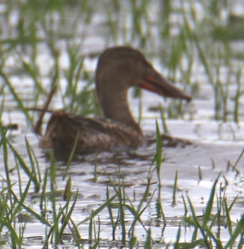 Northern Shoveler