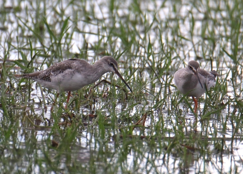 Spotted Redshank