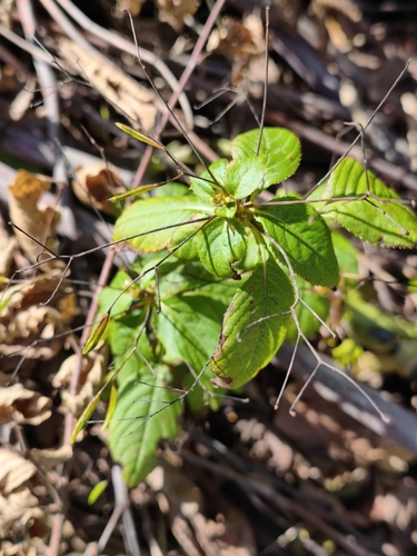 small balsam