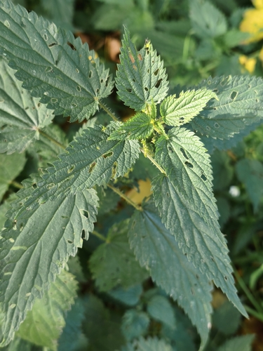 great stinging nettle
