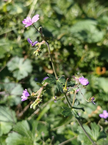 Hedgerow Crane's-bill