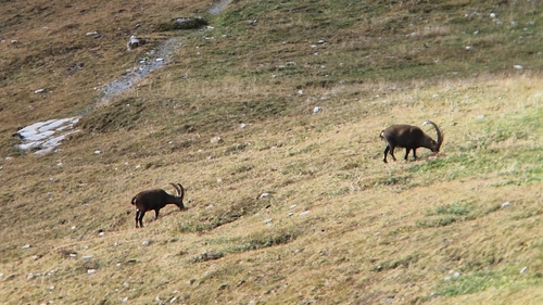 Alpine Ibex