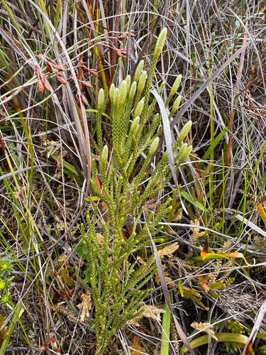Bushy Clubmoss