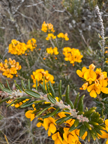 Common Aotus