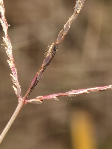 Digitaria sanguinalis pectiniformis