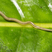 Rhynchodemus bromelicola - Photo (c) Paul Maier, כל הזכויות שמורות, הועלה על ידי Paul Maier