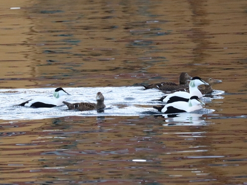 Common Eider