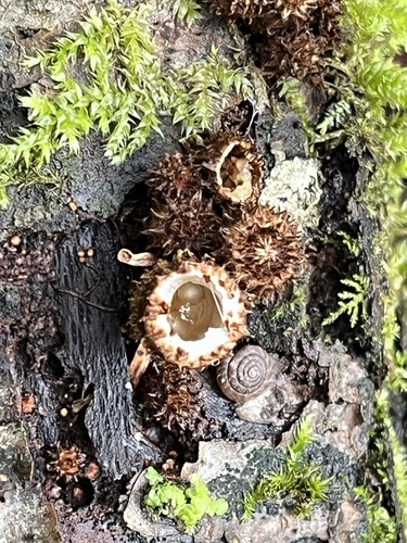 fluted bird's nest fungus