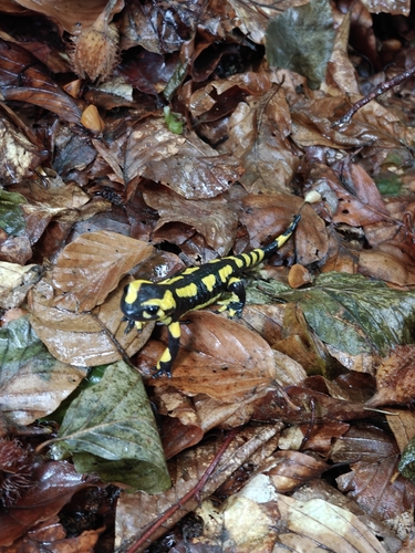 Fire Salamander