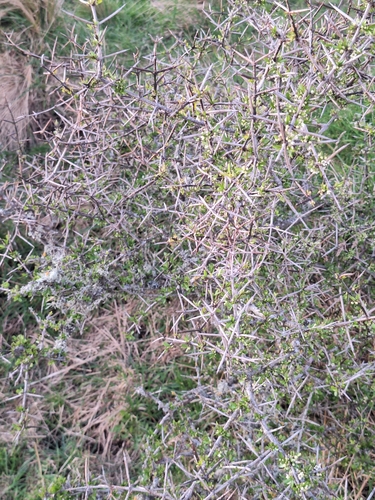 Matagouri seen — Kennedys Bush, Christchurch, New Zealand