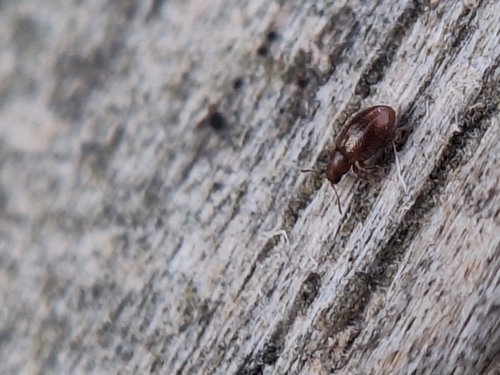 Beetles seen — Kennedys Bush, Christchurch, New Zealand