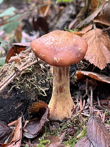 Bulbous Honey Fungus