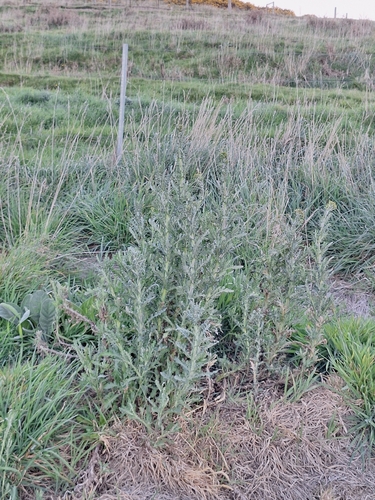 Cutleaf burnweed seen — Kennedys Bush, Christchurch, New Zealand