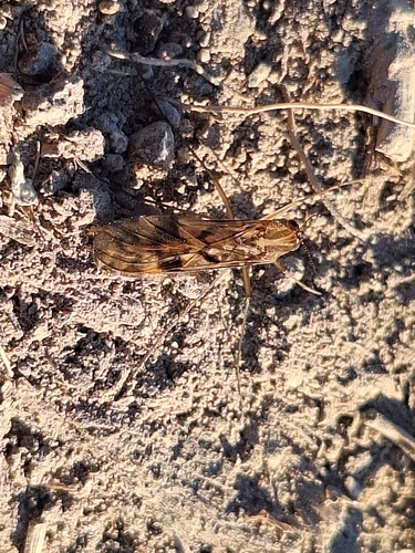 Nematoceran Flies seen — Kennedys Bush, Christchurch, New Zealand