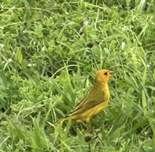 Saffron Finch