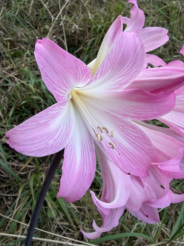 Belladonna Lily
