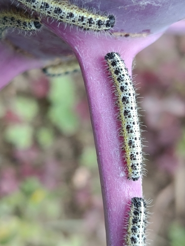 Large White
