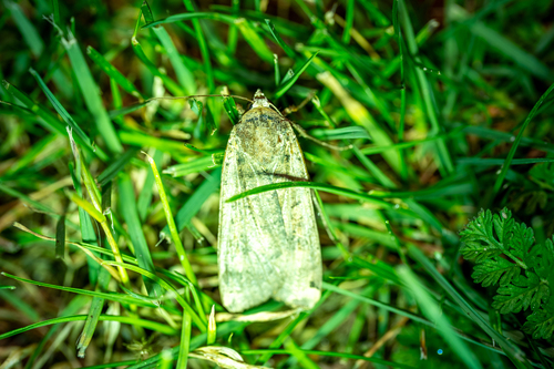 Large Yellow Underwing