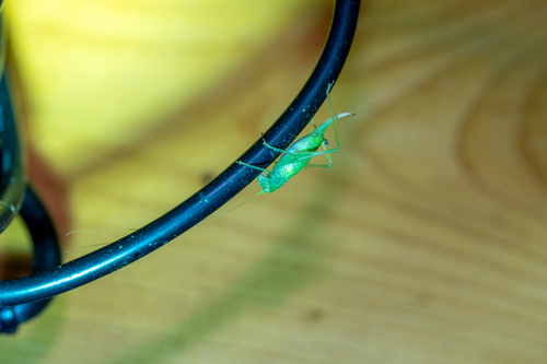 Southern Oak Bush-cricket