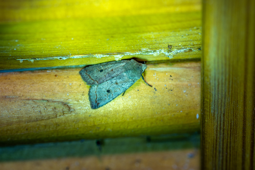 Red-line Quaker