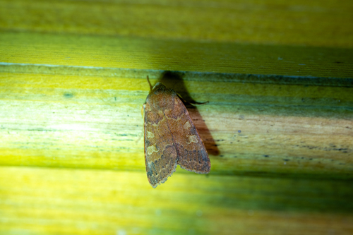 Flounced Chestnut