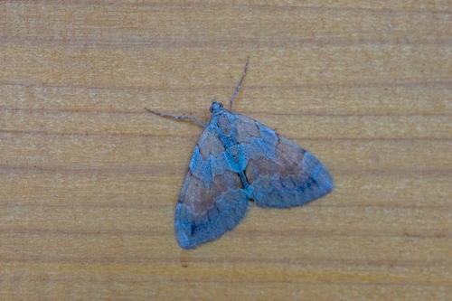 Pine Carpet
