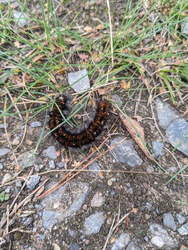 Fox Moth