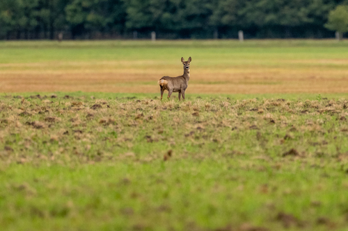 Western Roe Deer