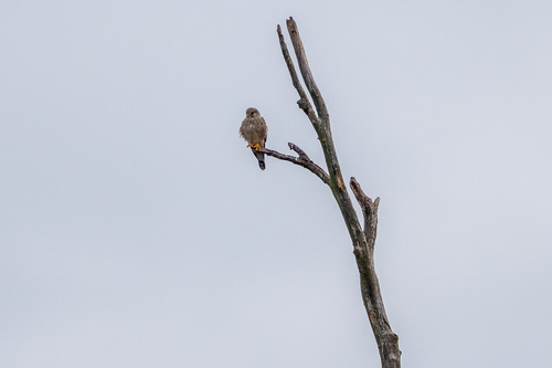 Eurasian Kestrel