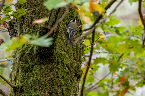 Great Tit