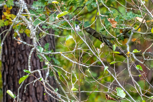 Marsh Tit