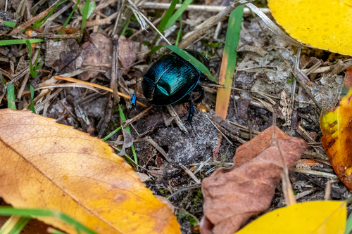Woodland Dor Beetle