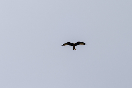 Red Kite