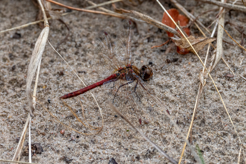 Vagrant Darter