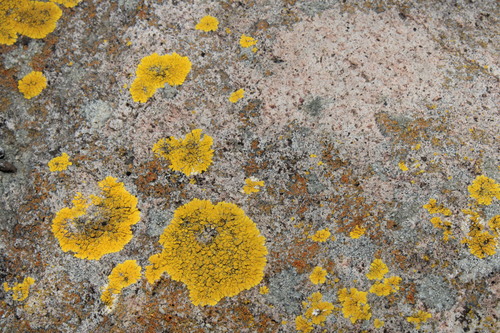 Liquen de Yema de Huevo