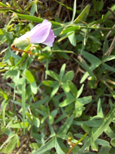 Drummond's woodsorrel
