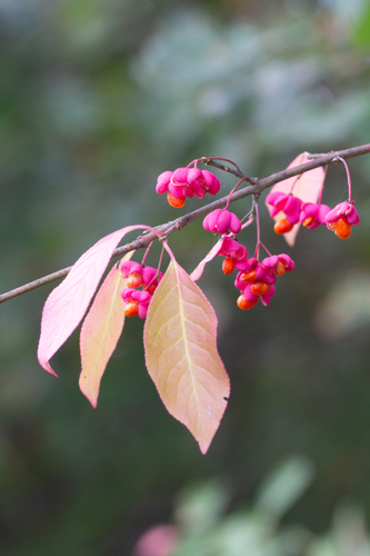 Spindle