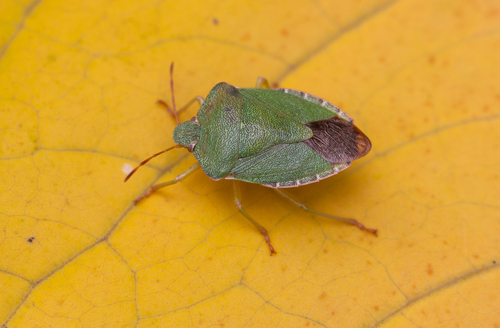 Green Shield Bug