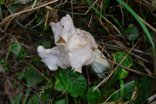 White Saddle