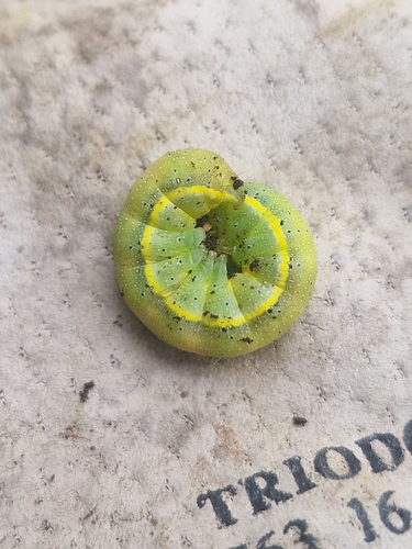 Bright-line Brown-eye
