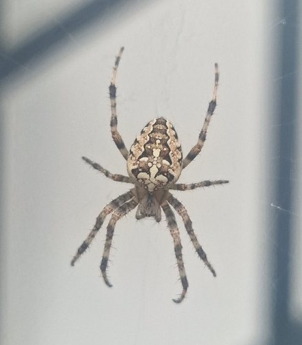 Cross Orbweaver