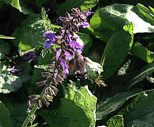 Eurasian Hummingbird Hawkmoth