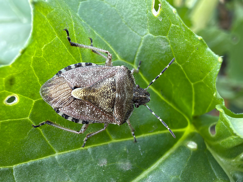 Sloe Bug