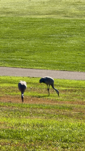 Sandhill Crane