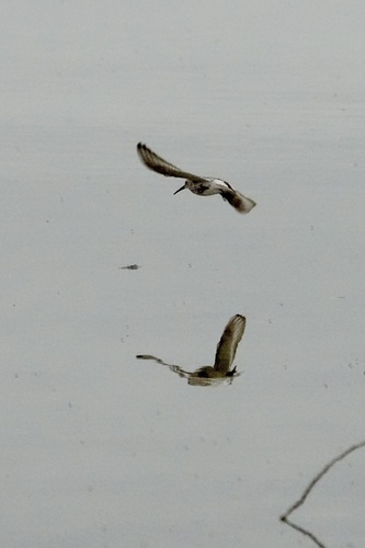 Dunlin